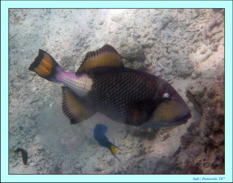 2009    07   Kapalai 24